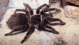 Tarantula in Volcan, Panama – Best Places In The World To Retire – International Living